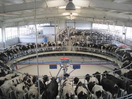 Career Options in Dairy Technology