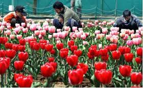 Career Options in Floriculture