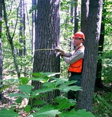 Career Options in Forestry