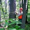 Career Options in Forestry