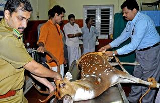 Career Options in Veterinary Science